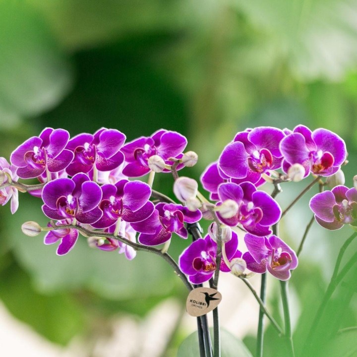 Orchidées Phalaenopsis - Morelia - Pot de taille Ø9Cm.