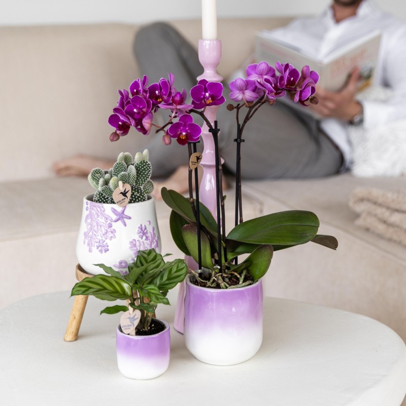 Orchidées Phalaenopsis - Morelia - Pot de taille Ø9Cm.