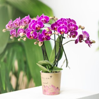 Orchidées Phalaenopsis - Morelia - Pot de taille Ø9Cm.