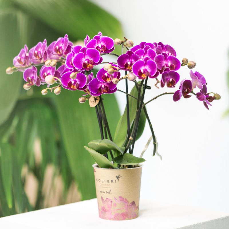 Orchidées Phalaenopsis - Morelia - Pot de taille Ø9Cm.