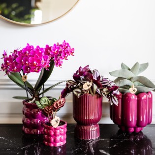 Orchidées Phalaenopsis - Morelia - Pot de taille Ø9Cm.