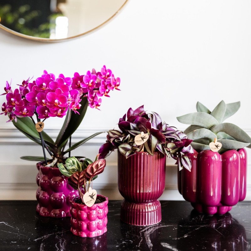 Orchidées Phalaenopsis - Morelia - Pot de taille Ø9Cm.