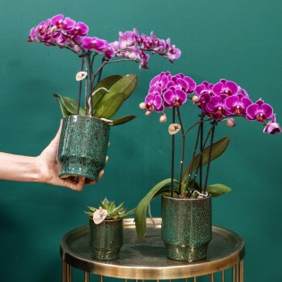 Orchidées Phalaenopsis - Morelia - Pot de taille Ø9Cm.