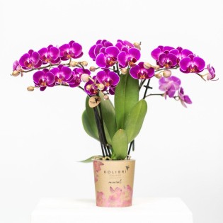 Orchidées Phalaenopsis - Morelia - Pot de taille Ø9Cm.