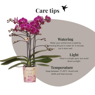 Orchidées Phalaenopsis - Morelia - Pot de taille Ø9Cm.