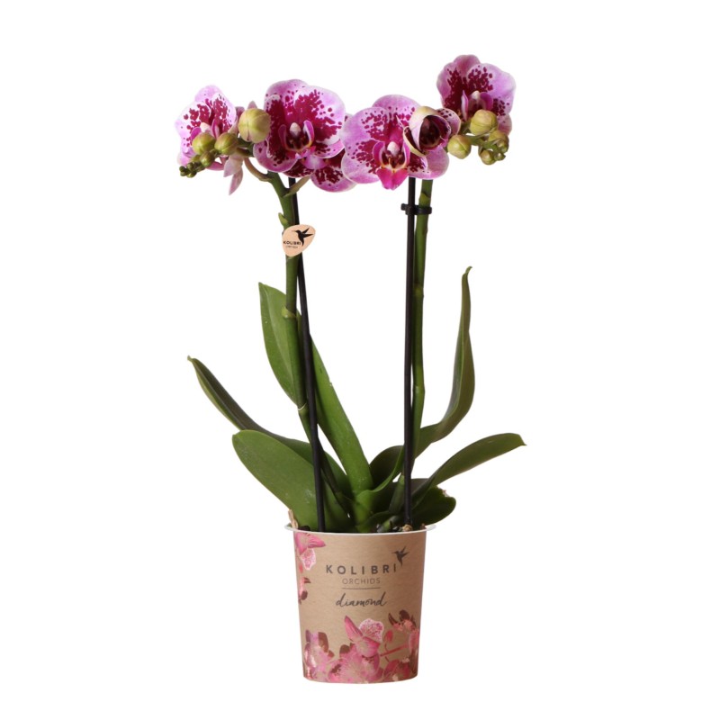 Kolibri orchidées rose pourpre Phalaenopsis Orchidée - El Salvador - Pot Taille Ø9Cm.