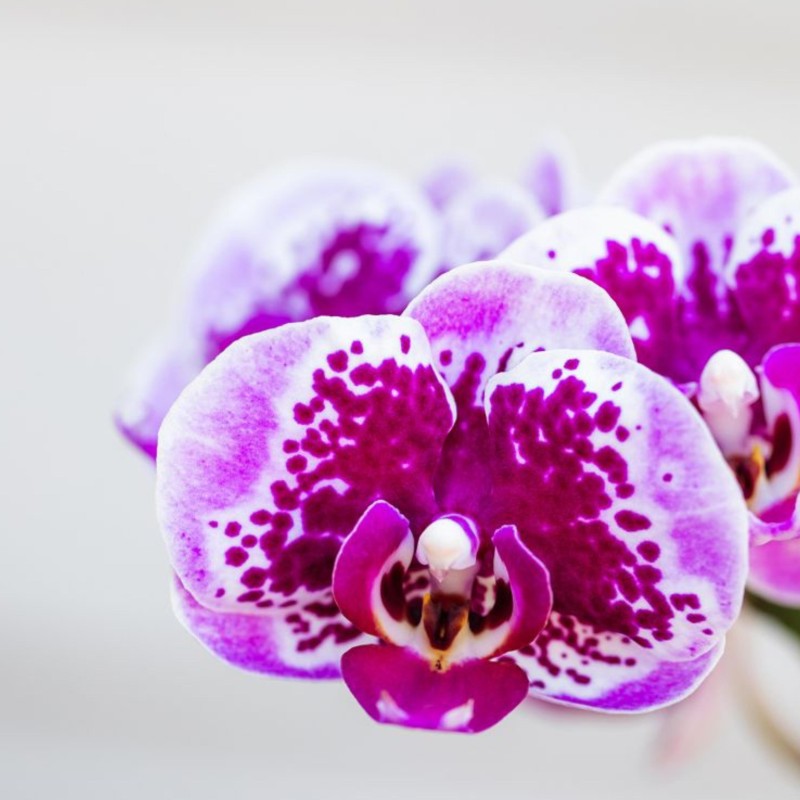 Kolibri orchidées rose pourpre Phalaenopsis Orchidée - El Salvador - Pot Taille Ø9Cm.