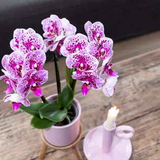 Kolibri orchidées rose pourpre Phalaenopsis Orchidée - El Salvador - Pot Taille Ø9Cm.