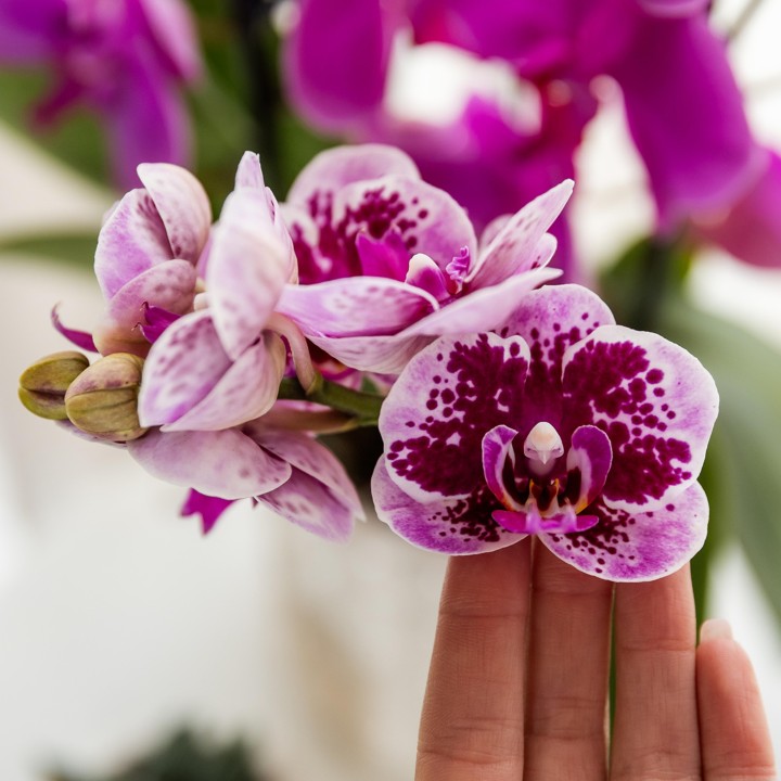 Kolibri orchidées rose pourpre Phalaenopsis Orchidée - El Salvador - Pot Taille Ø9Cm.