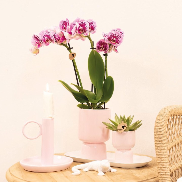 Kolibri orchidées rose pourpre Phalaenopsis Orchidée - El Salvador - Pot Taille Ø9Cm.