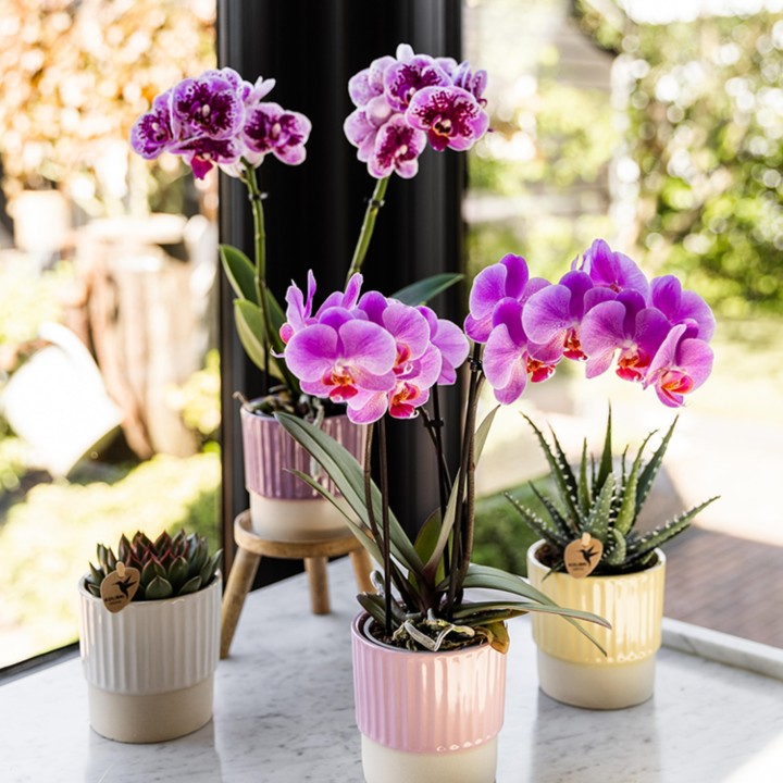 Kolibri orchidées rose pourpre Phalaenopsis Orchidée - El Salvador - Pot Taille Ø9Cm.