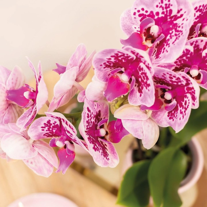 Kolibri orchidées rose pourpre Phalaenopsis Orchidée - El Salvador - Pot Taille Ø9Cm.