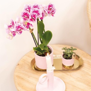 Kolibri orchidées rose pourpre Phalaenopsis Orchidée - El Salvador - Pot Taille Ø9Cm.