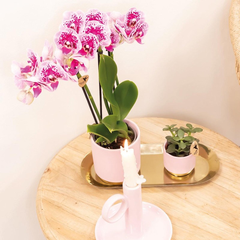 Kolibri orchidées rose pourpre Phalaenopsis Orchidée - El Salvador - Pot Taille Ø9Cm.