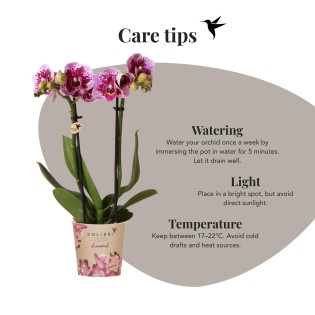 Kolibri orchidées rose pourpre Phalaenopsis Orchidée - El Salvador - Pot Taille Ø9Cm.