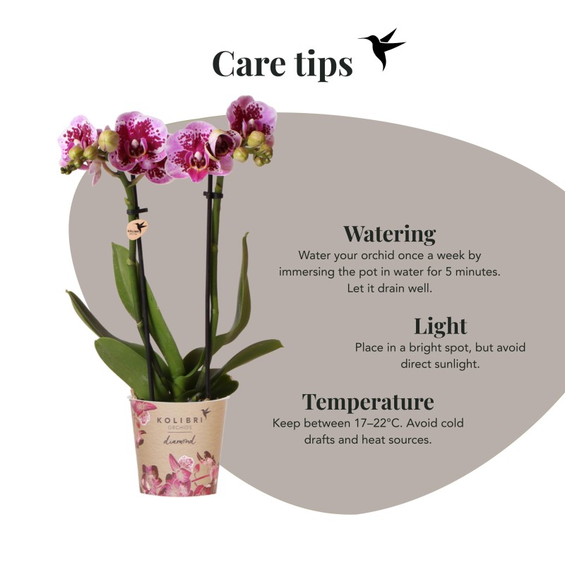 Kolibri orchidées rose pourpre Phalaenopsis Orchidée - El Salvador - Pot Taille Ø9Cm.