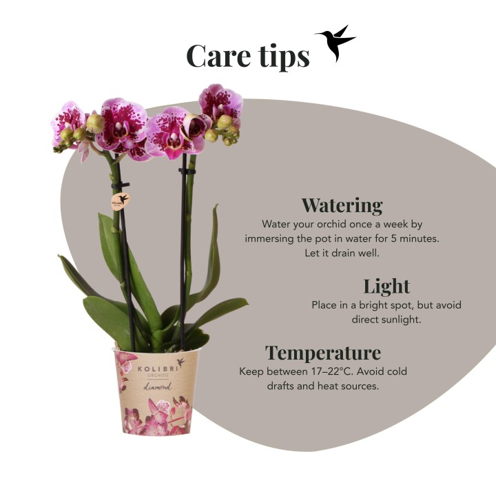 Kolibri orchidées rose pourpre Phalaenopsis Orchidée - El Salvador - Pot Taille Ø9Cm.