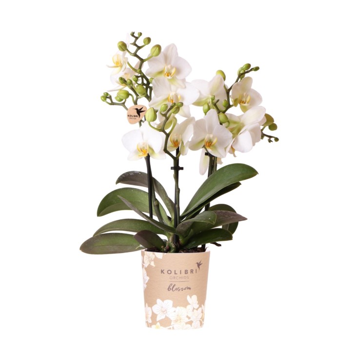 Orchidées Phalaenopsis - Lausanne - pot Ø9Cm