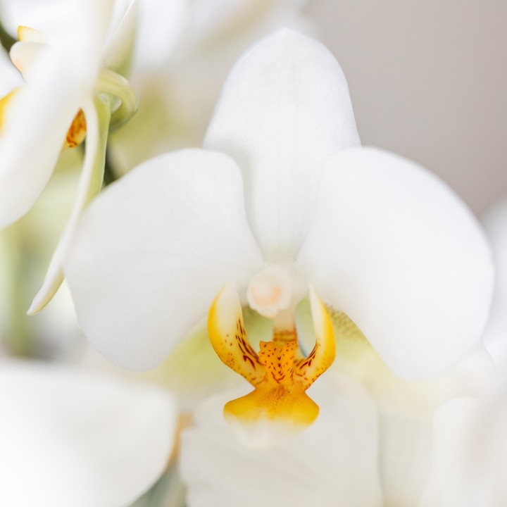 Orchidées Phalaenopsis - Lausanne - pot Ø9Cm