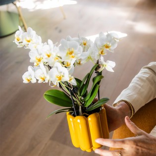 Orchidées Phalaenopsis - Lausanne - pot Ø9Cm