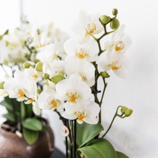 Orchidées Phalaenopsis - Lausanne - pot Ø9Cm