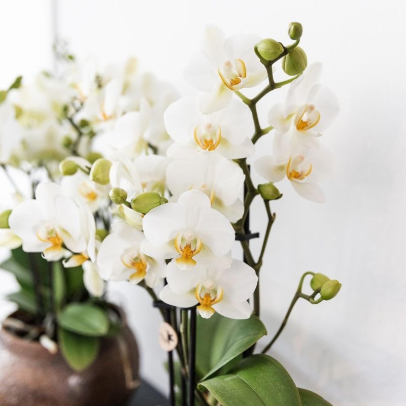 Orchidées Phalaenopsis - Lausanne - pot Ø9Cm