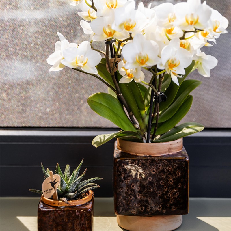 Orchidées Phalaenopsis - Lausanne - pot Ø9Cm