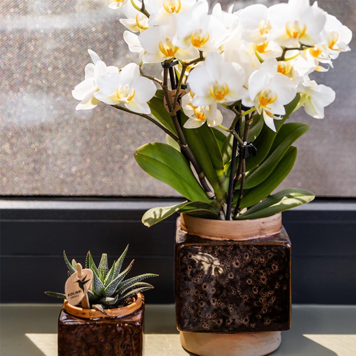 Orchidées Phalaenopsis - Lausanne - pot Ø9Cm