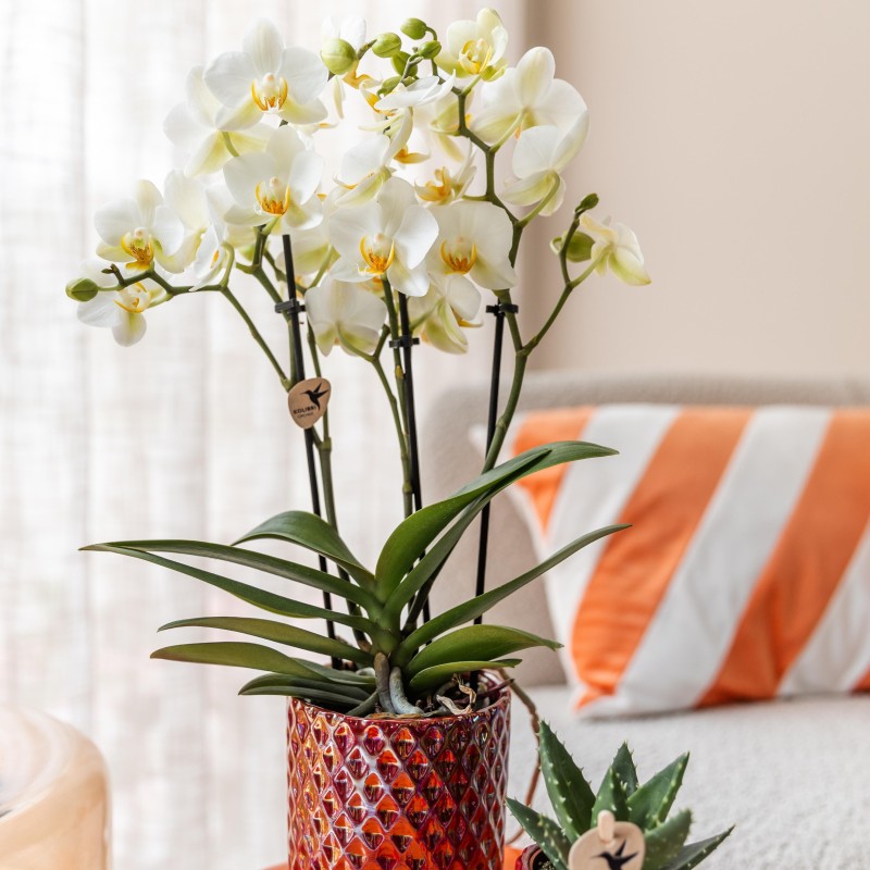 Orchidées Phalaenopsis - Lausanne - pot Ø9Cm