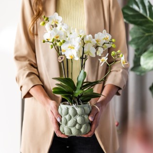 Orchidées Phalaenopsis - Lausanne - pot Ø9Cm