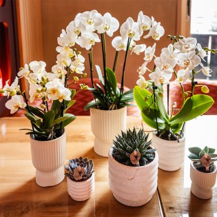 Orchidées Phalaenopsis - Lausanne - pot Ø9Cm