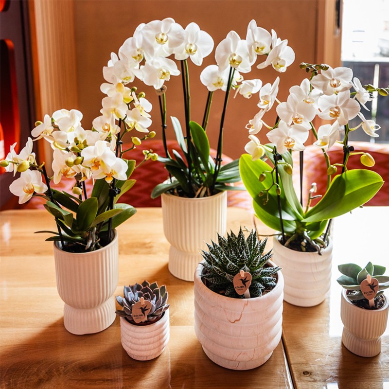 Orchidées Phalaenopsis - Lausanne - pot Ø9Cm