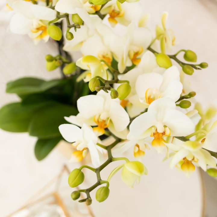 Orchidées Phalaenopsis - Lausanne - pot Ø9Cm