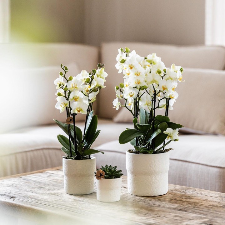 Orchidées Phalaenopsis - Lausanne - pot Ø9Cm