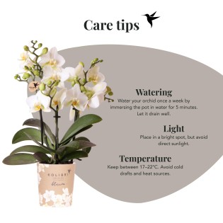 Orchidées Phalaenopsis - Lausanne - pot Ø9Cm