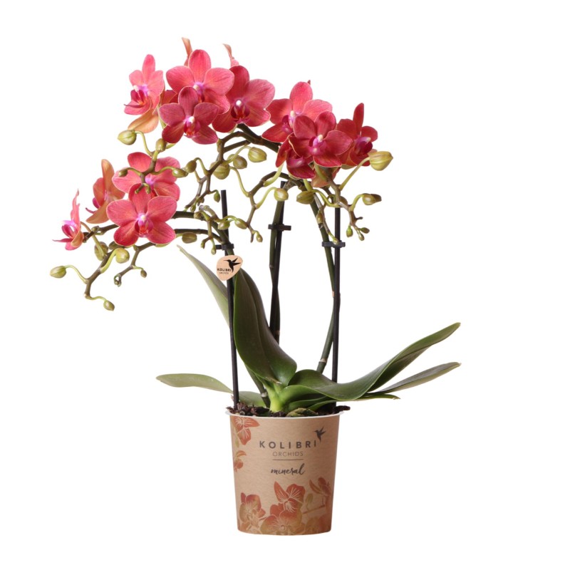 Orchidées Phalaenopsis - Congo - Taille du pot Ø9Cm