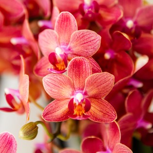 Orchidées Phalaenopsis - Congo - Taille du pot Ø9Cm
