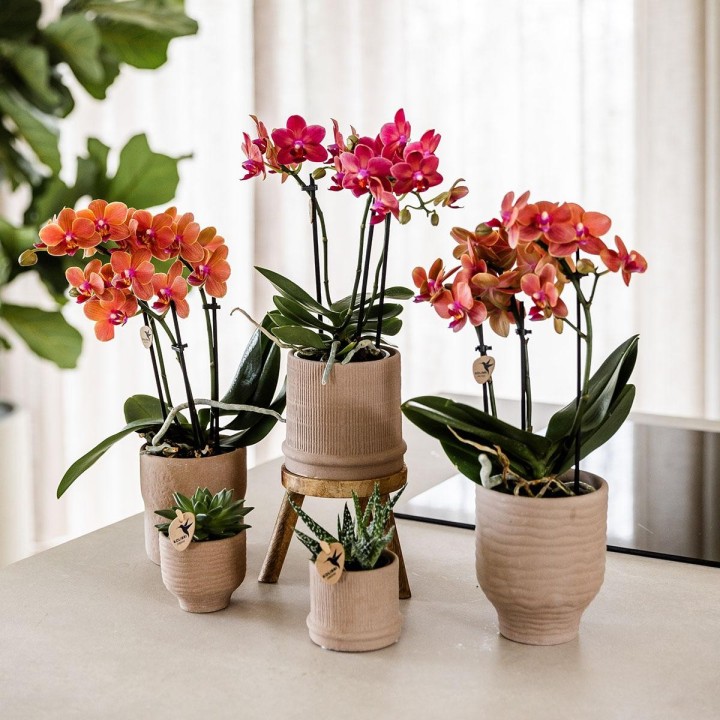 Orchidées Phalaenopsis - Congo - Taille du pot Ø9Cm