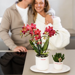 Orchidées Phalaenopsis - Congo - Taille du pot Ø9Cm