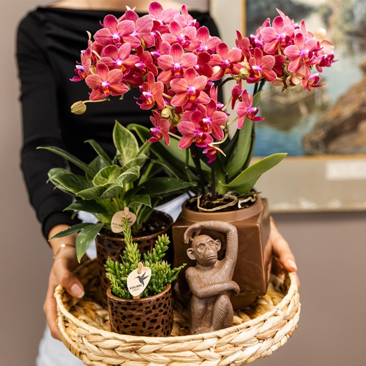 Orchidées Phalaenopsis - Congo - Taille du pot Ø9Cm
