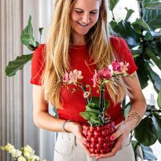 Orchidées Phalaenopsis - Congo - Taille du pot Ø9Cm