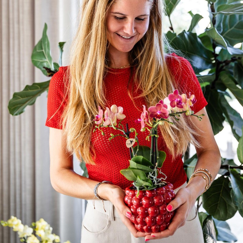 Orchidées Phalaenopsis - Congo - Taille du pot Ø9Cm
