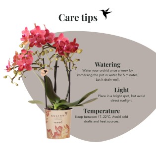 Orchidées Phalaenopsis - Congo - Taille du pot Ø9Cm