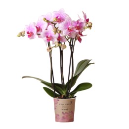 Orchidée Phalaenopsis - Minéral Rotterdam - Pot Ø9Cm.