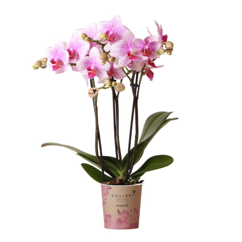 Orchidée Phalaenopsis - Minéral Rotterdam - Pot Ø9Cm.
