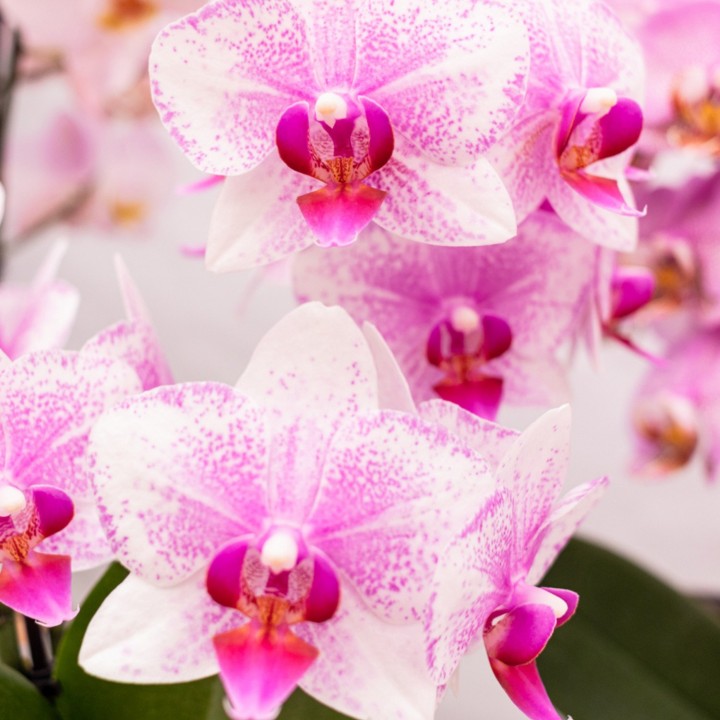 Orchidée Phalaenopsis - Minéral Rotterdam - Pot Ø9Cm.