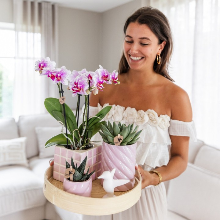 Orchidée Phalaenopsis - Minéral Rotterdam - Pot Ø9Cm.