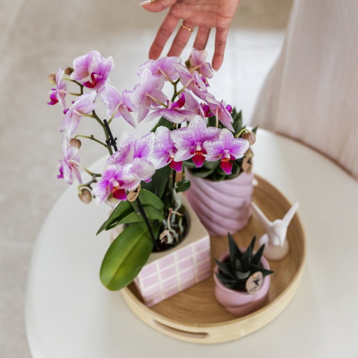Orchidée Phalaenopsis - Minéral Rotterdam - Pot Ø9Cm.