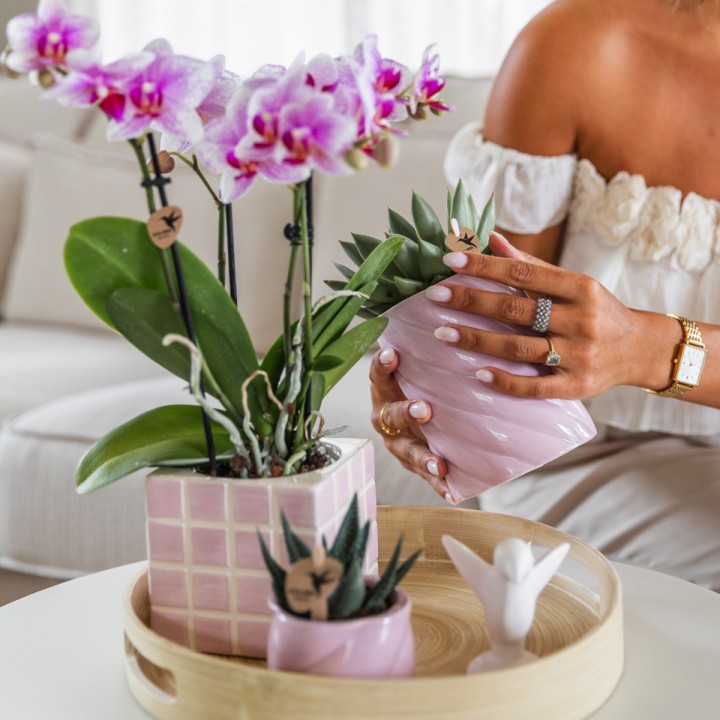 Orchidée Phalaenopsis - Minéral Rotterdam - Pot Ø9Cm.
