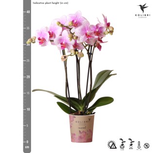 Orchidée Phalaenopsis - Minéral Rotterdam - Pot Ø9Cm.